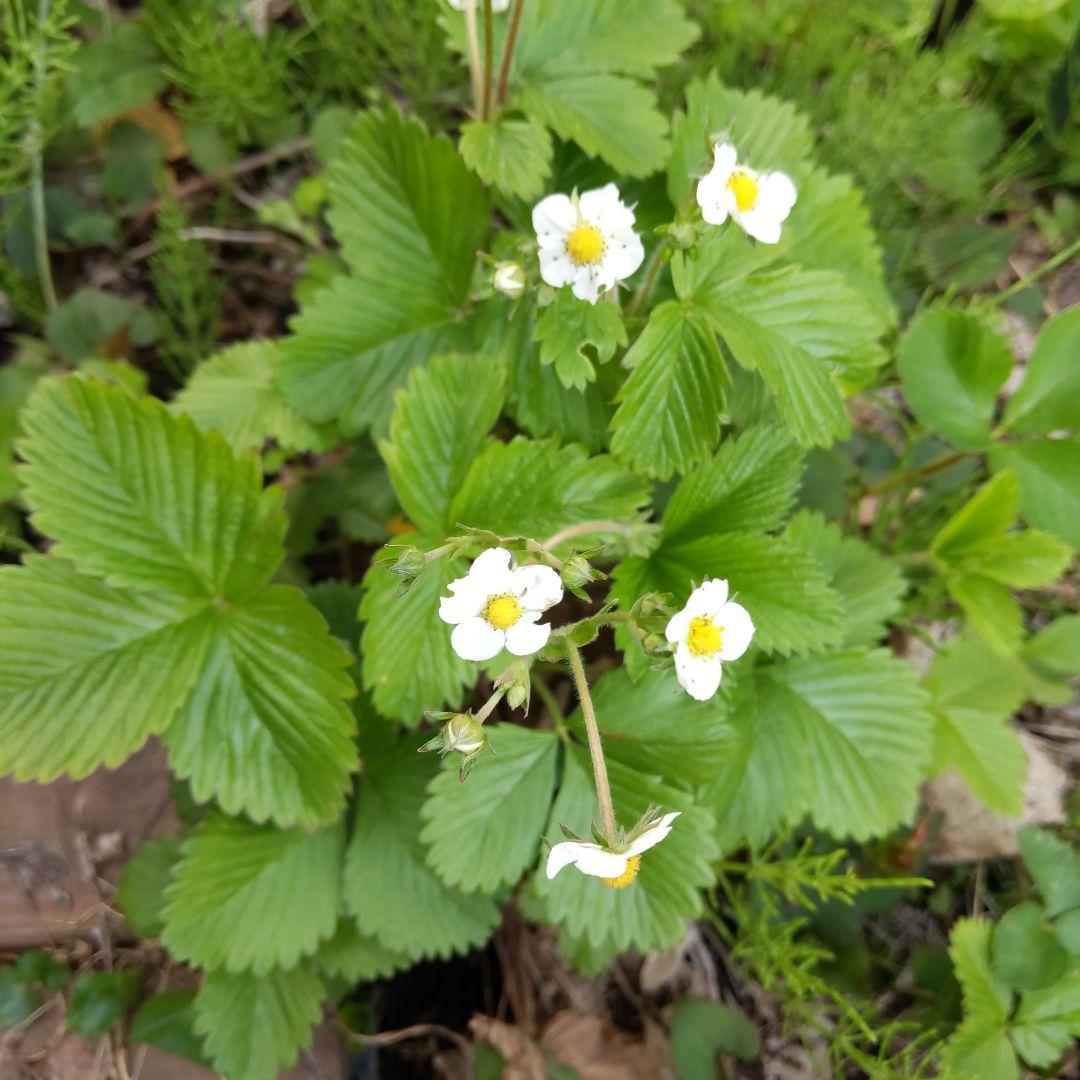 完全無農薬　幸せを運ぶ　野苺【3苗＋種子】野苺お任せ3苗　再送保証有