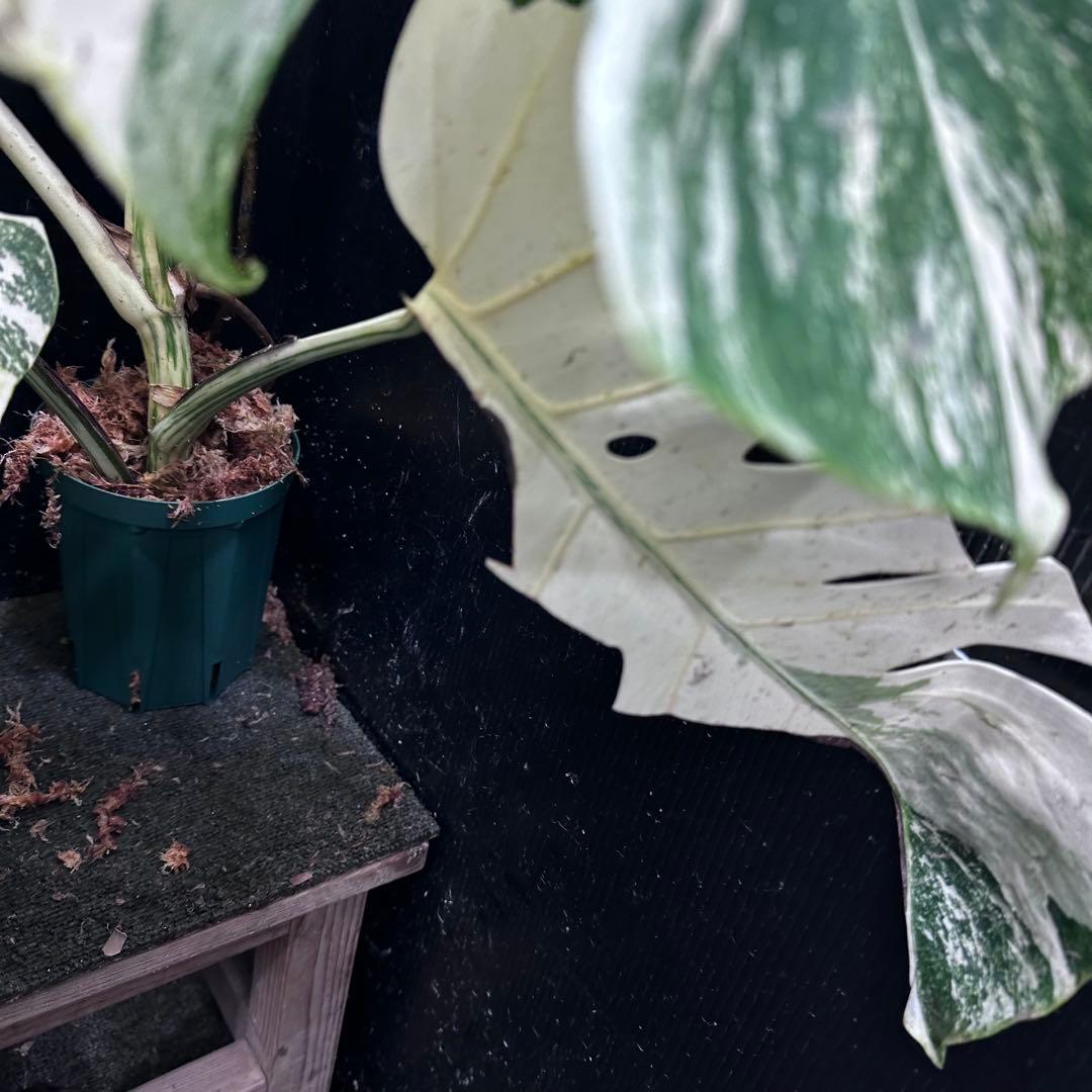 メ*3様 斑入りモンステラ ホワイトタイガー極美大株72cm白斑多