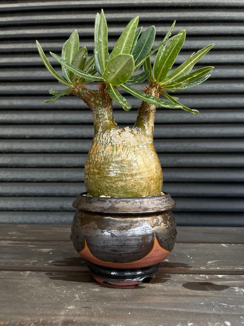 グラキリス　現地球　4年目