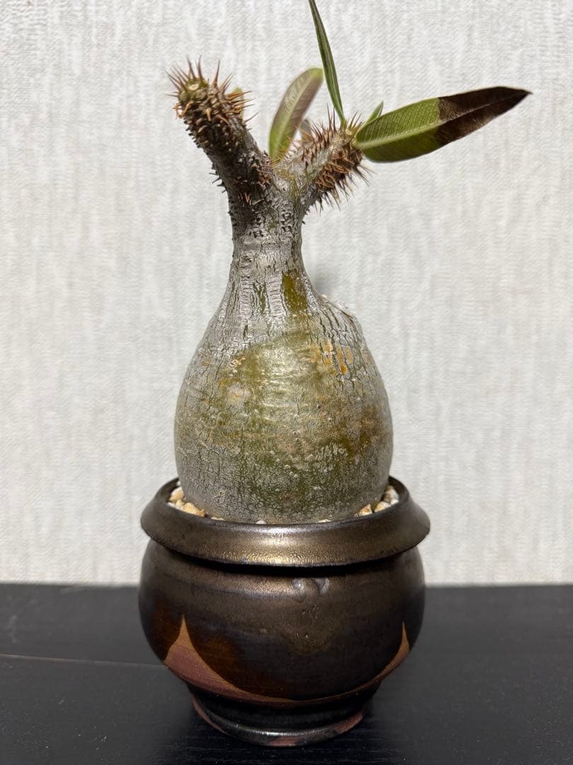 グラキリス　現地球　4年目