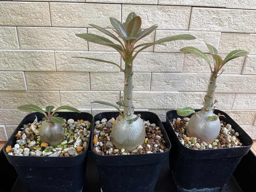 アデニウム　ソコトラナム　純血　実生