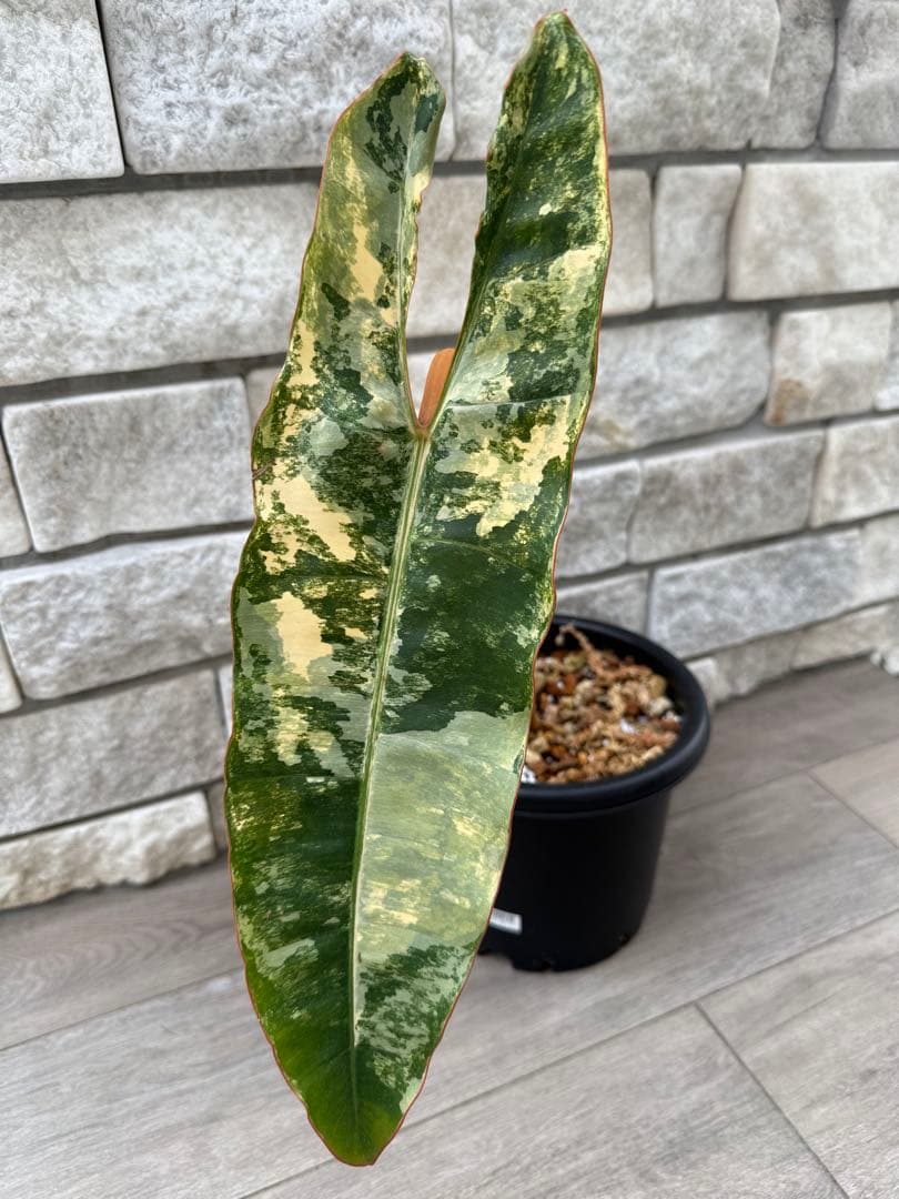 おなさん様 リクエスト 2点 まとめ商品