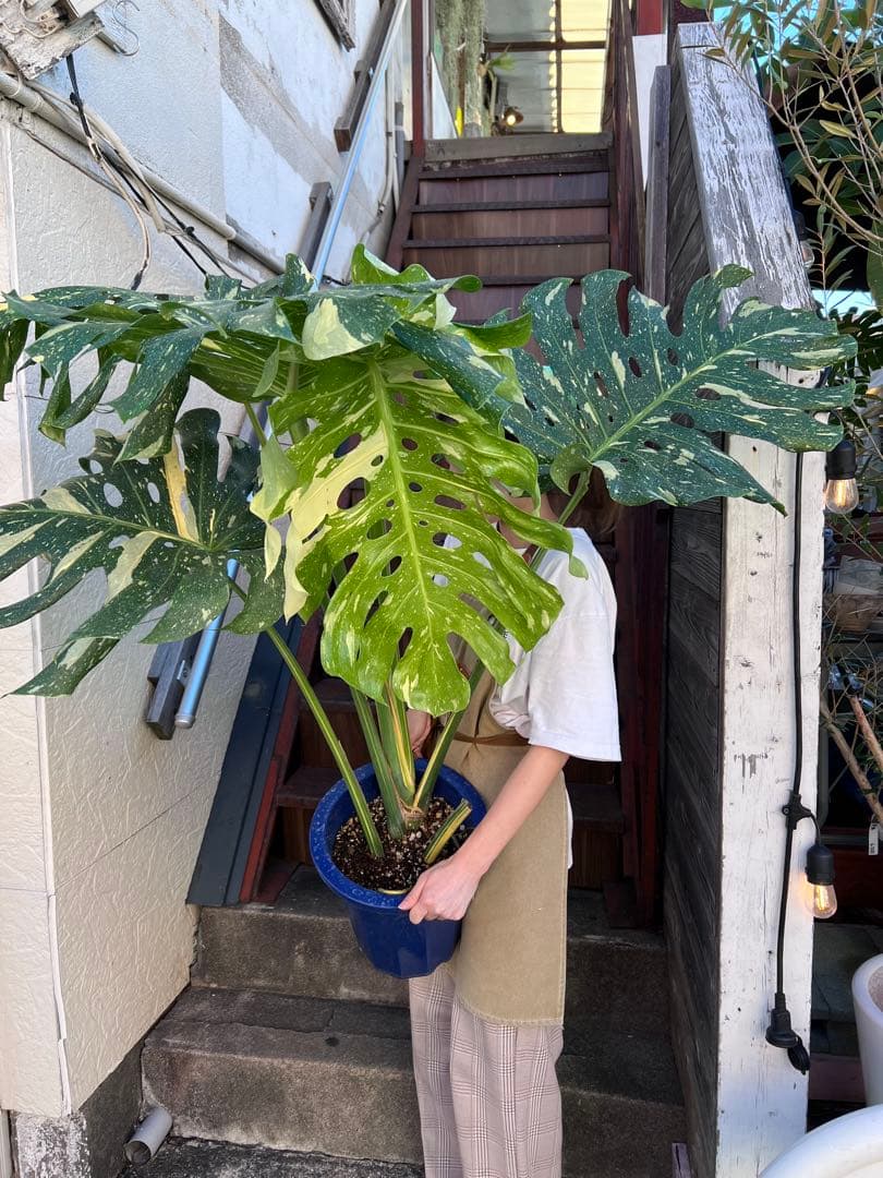 た*き様 今回は送料込み　モンステラ斑入り（イエローモンスター）