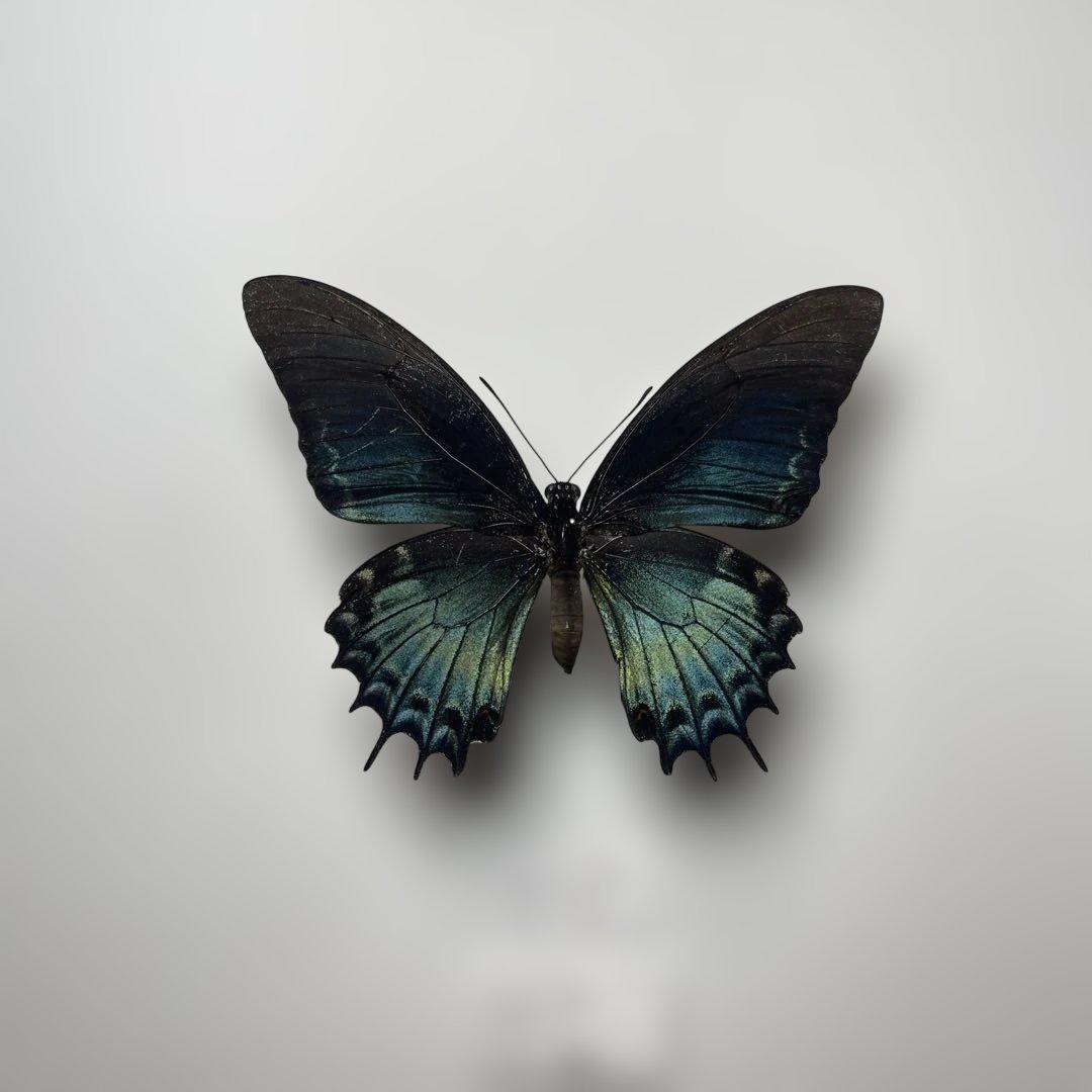 アンドロゲウスアゲハ　珍品