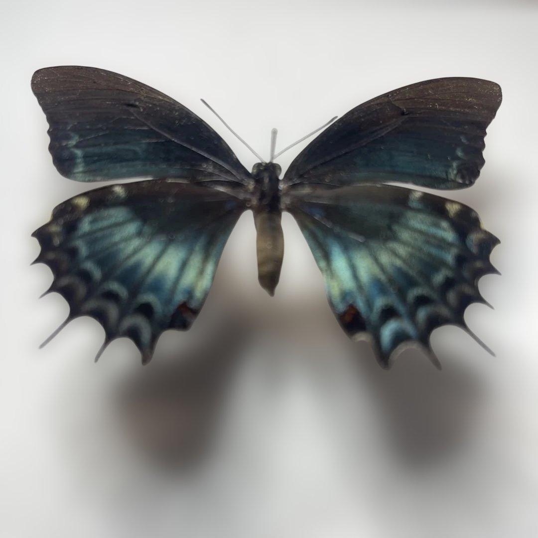 アンドロゲウスアゲハ　珍品