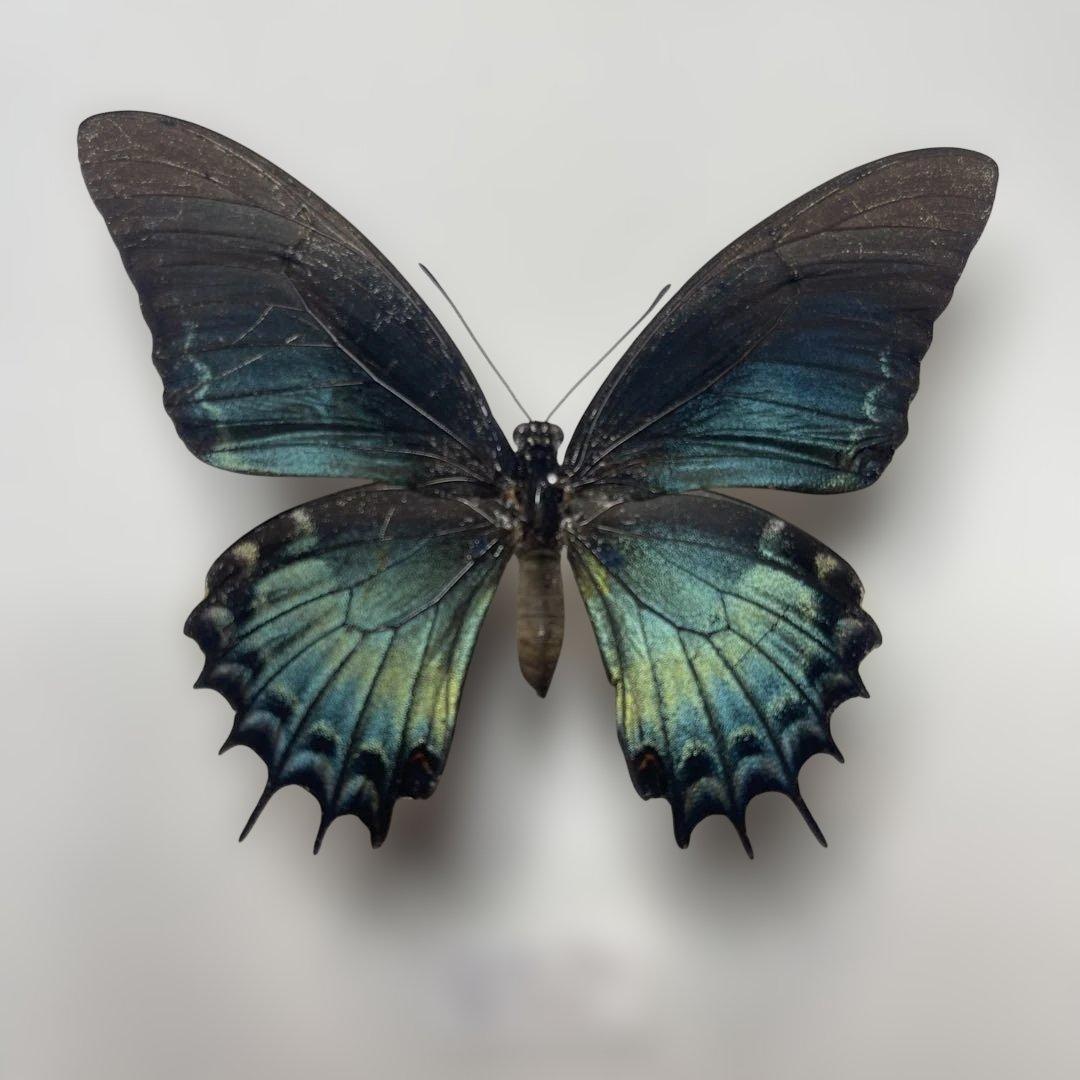 アンドロゲウスアゲハ　珍品