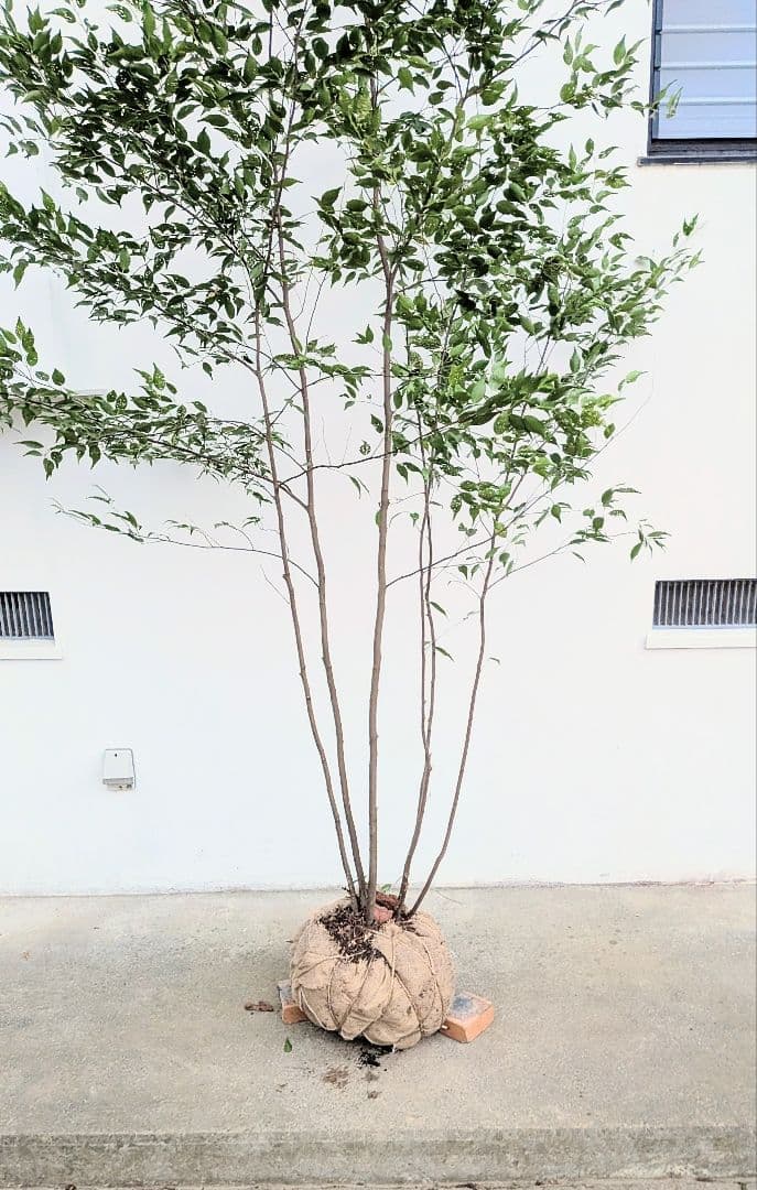 主役。。特大サイズの山採りハイノキ