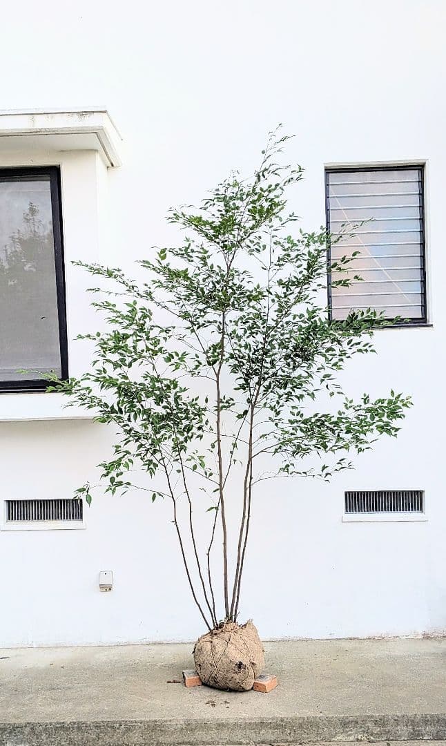 主役。。特大サイズの山採りハイノキ