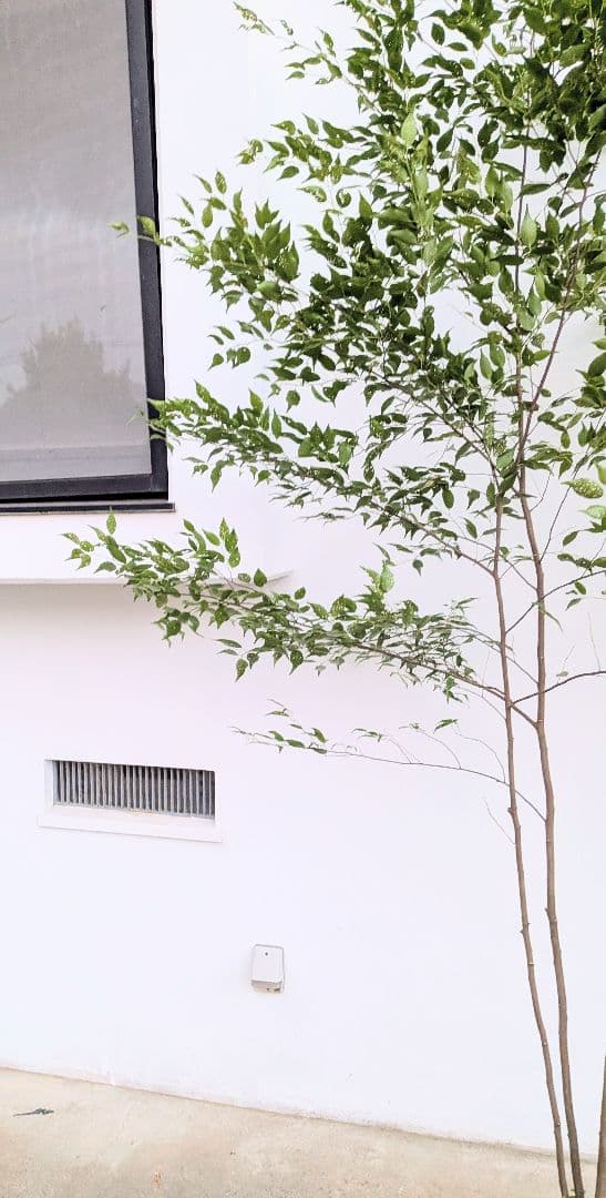 主役。。特大サイズの山採りハイノキ