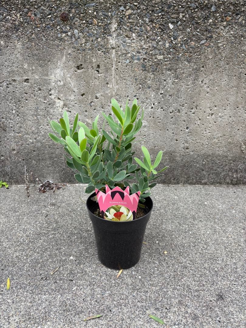 冬季の為、出品停止中☆3500サマーサン☆リューカデンドロン