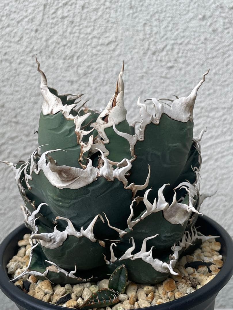 アガベ チタノタ BAKEMONO 悪魔くん バケモノ 子株②