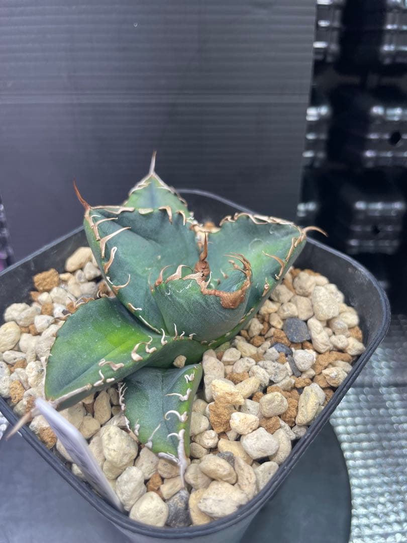 アガベ チタノタ BAKEMONO 悪魔くん バケモノ 子株②