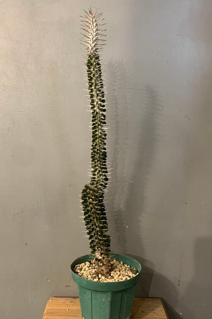 アローディア モンタグナッキー