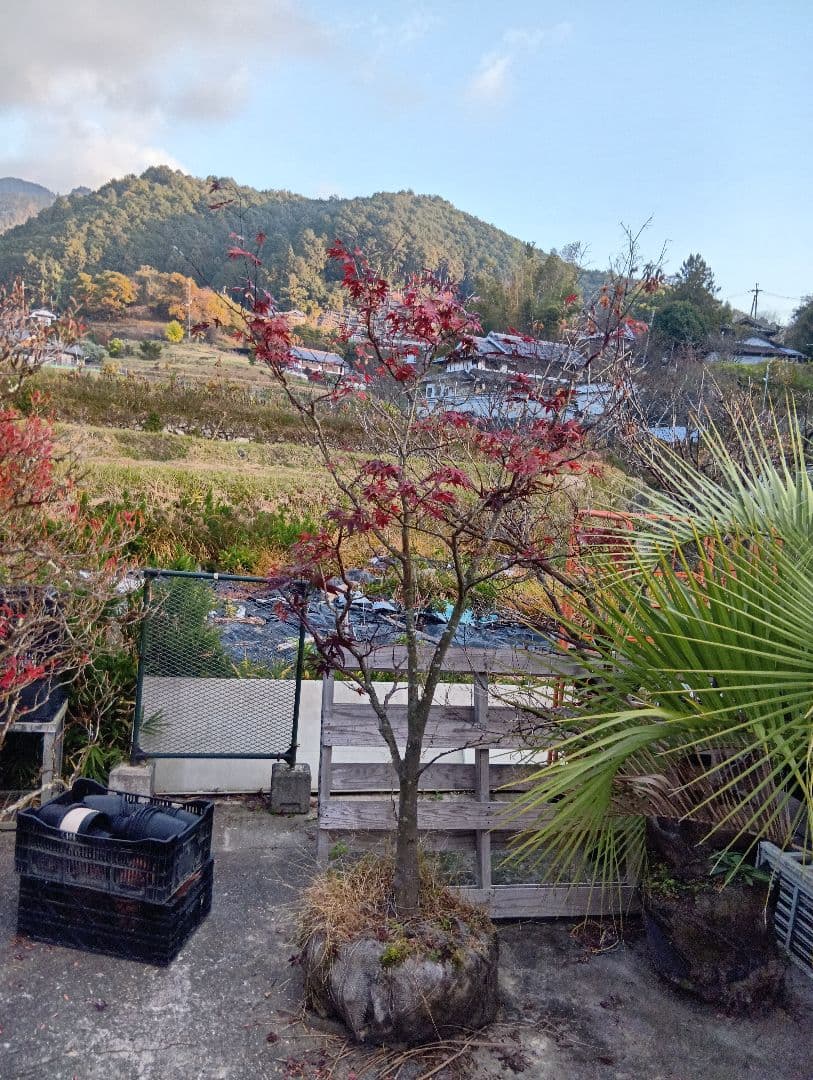 （投げ売り品）野村モミジ（中型サイズ株）シンボルツリー用