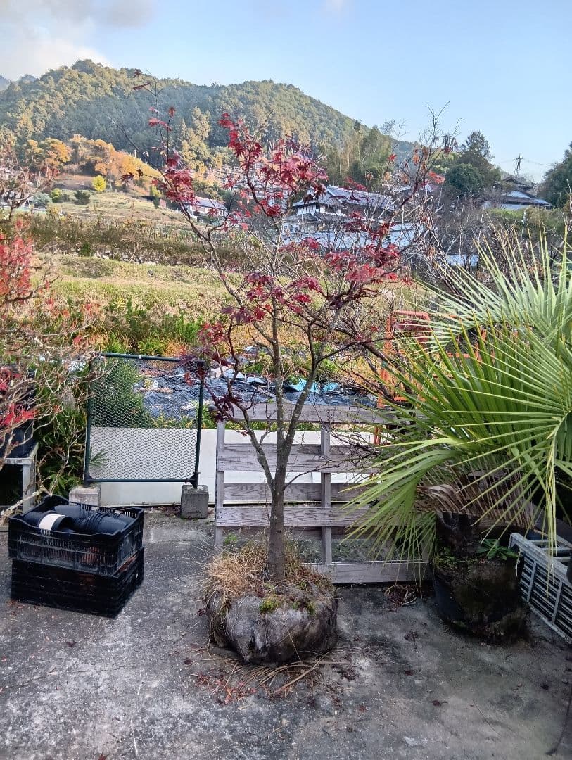 （投げ売り品）野村モミジ（中型サイズ株）シンボルツリー用