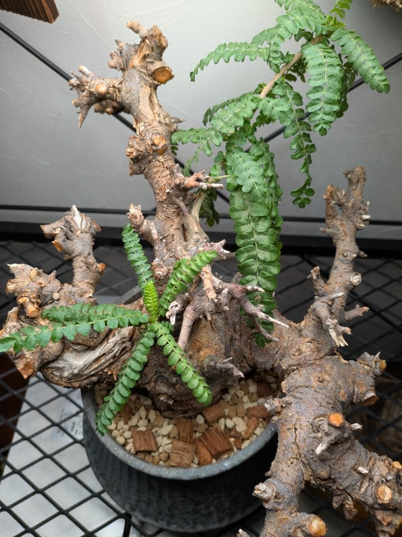 大株ボスウェリアネグレクタ★コミフォラカタフエイルアクレアータパキプス