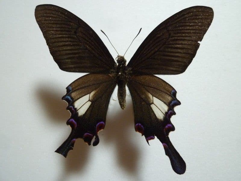 【外国産蝶標本】シナカラスアゲハ/雲南省産/86mm