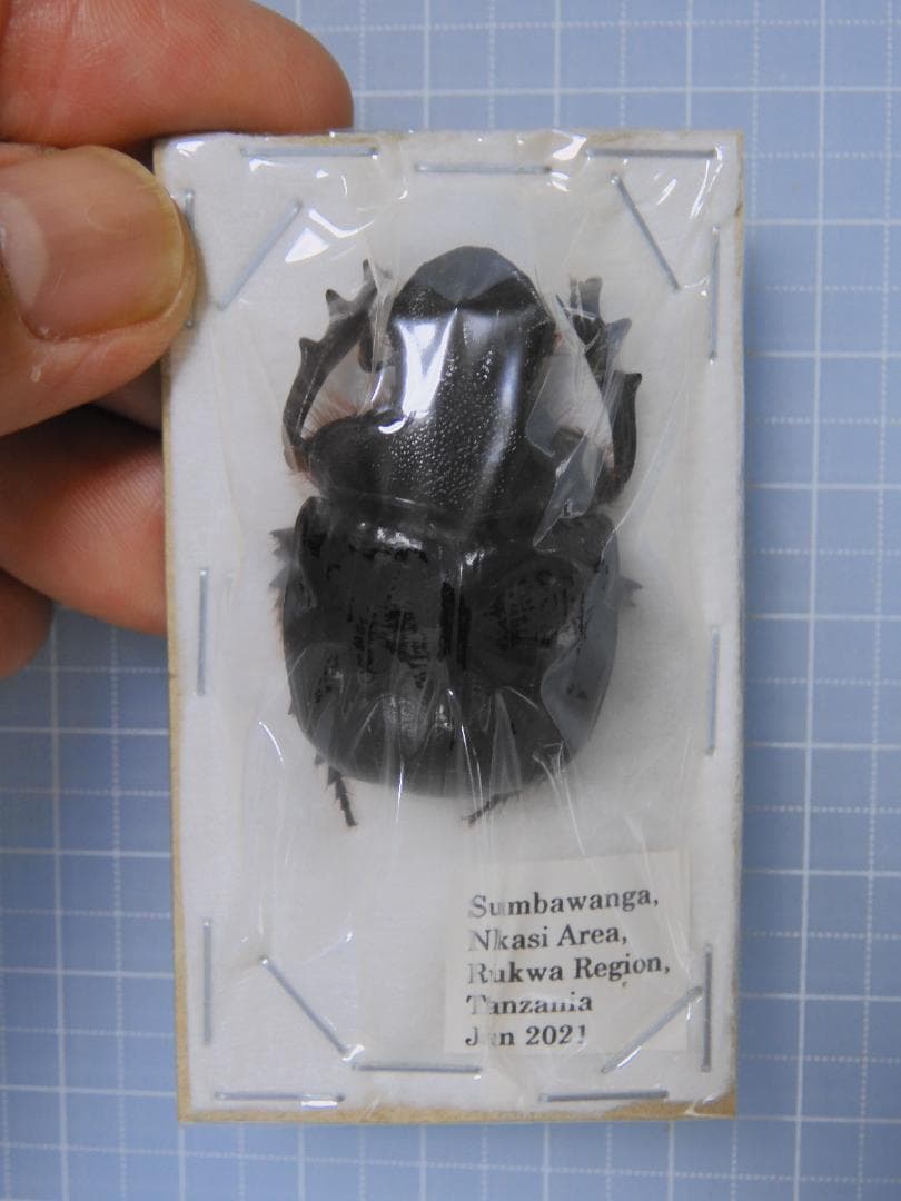 標本 Tanzania Heliocopris s.p 36mm