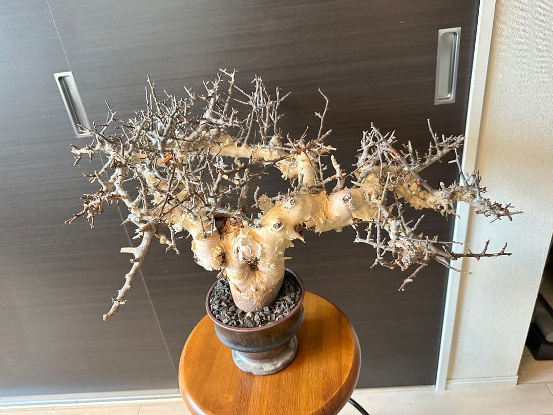 も*ま様 コミフォラ ピュア カタフ 超特大株