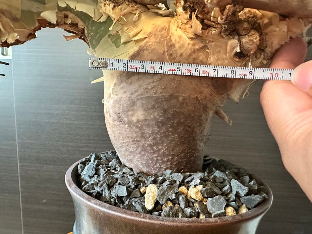 も*ま様 コミフォラ ピュア カタフ 超特大株