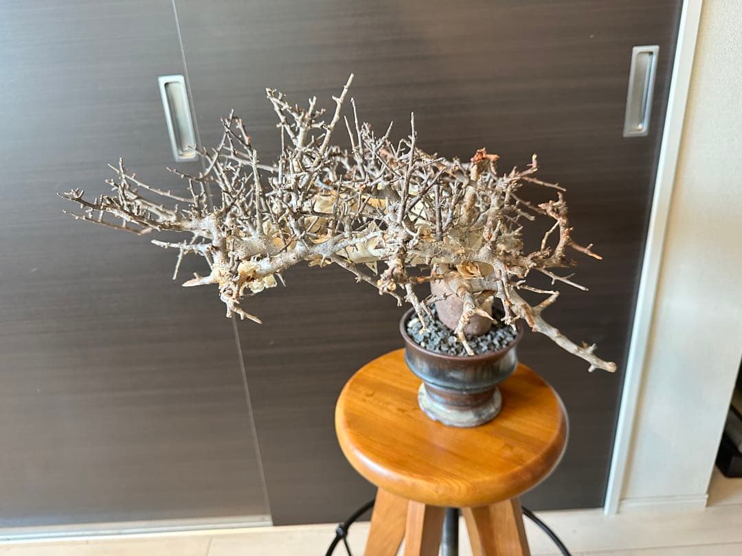 も*ま様 コミフォラ ピュア カタフ 超特大株