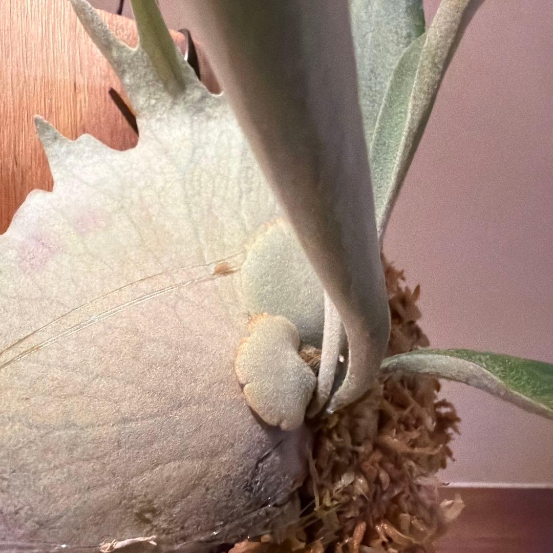 ビカクシダ　veitchii wild vp#17