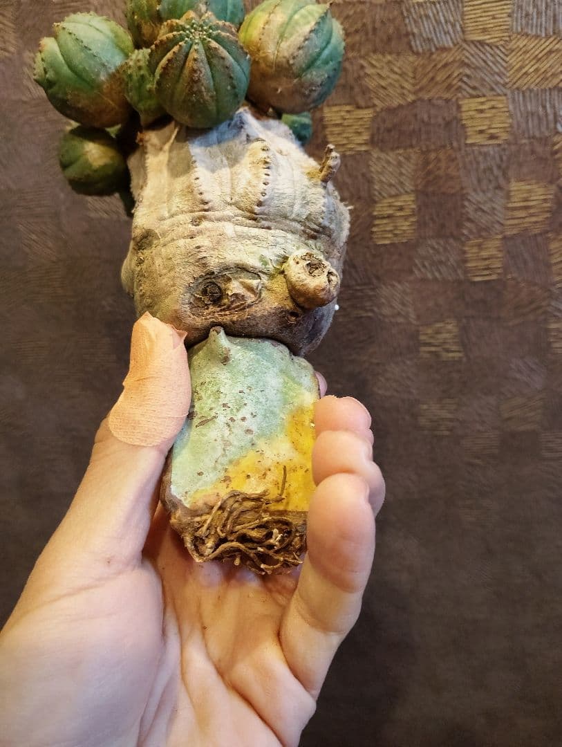 特選 特大 木質化 ユーフォルビア オールド オベサ 斑入り 子株付き