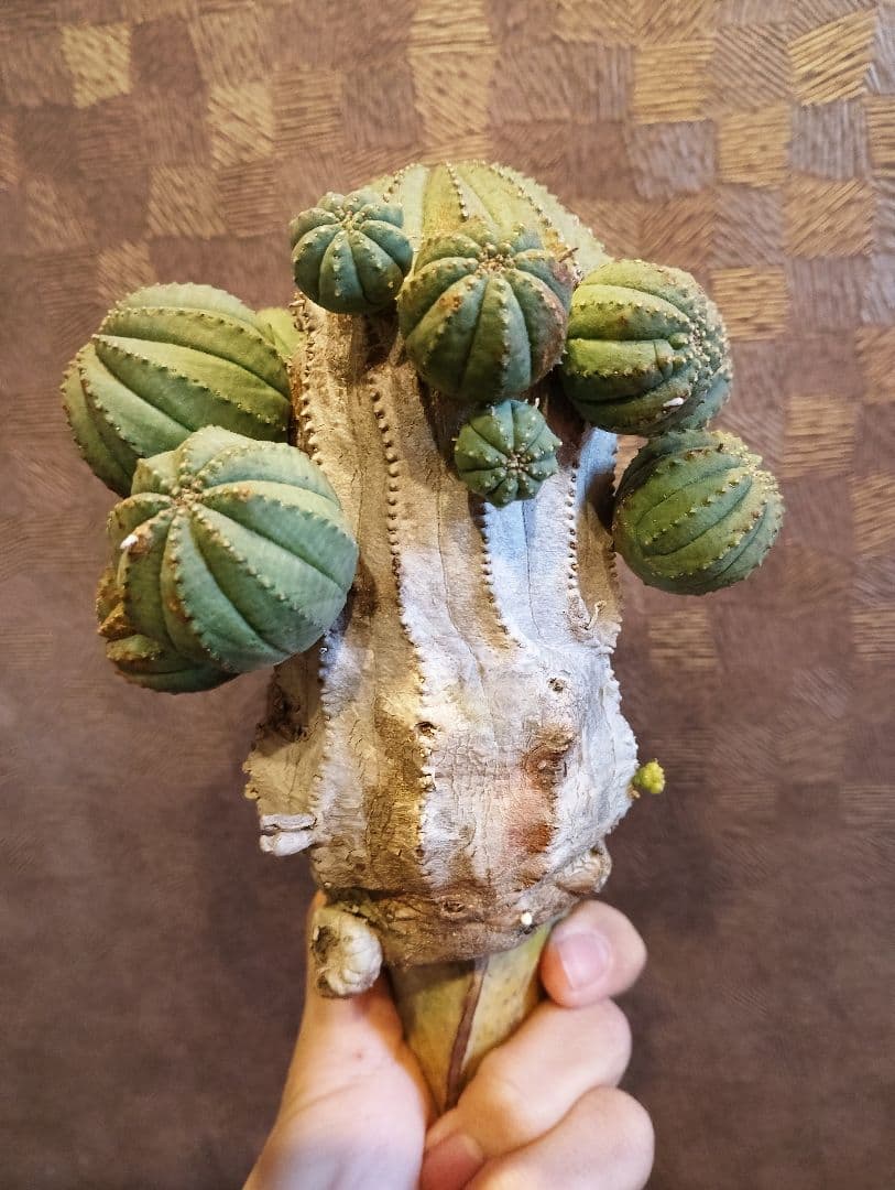 特選 特大 木質化 ユーフォルビア オールド オベサ 斑入り 子株付き