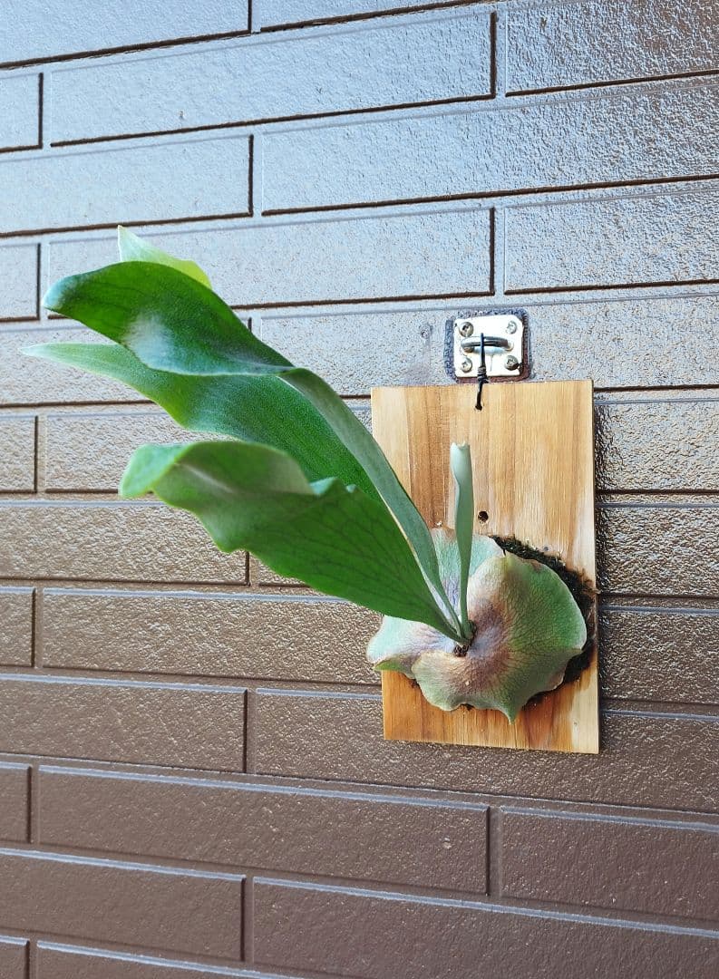 hillii dwarf 株分　NO.7 ヒリードワーフ ビカクシダ