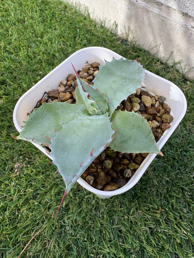 アガベ パライシ　子株　パラサナ　イシスメンシス