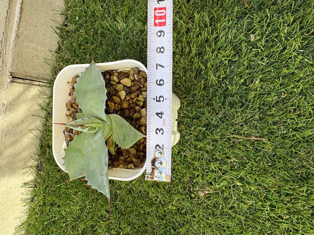 アガベ パライシ　子株　パラサナ　イシスメンシス