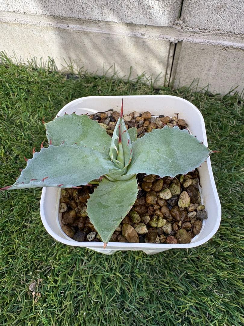 アガベ パライシ　子株　パラサナ　イシスメンシス