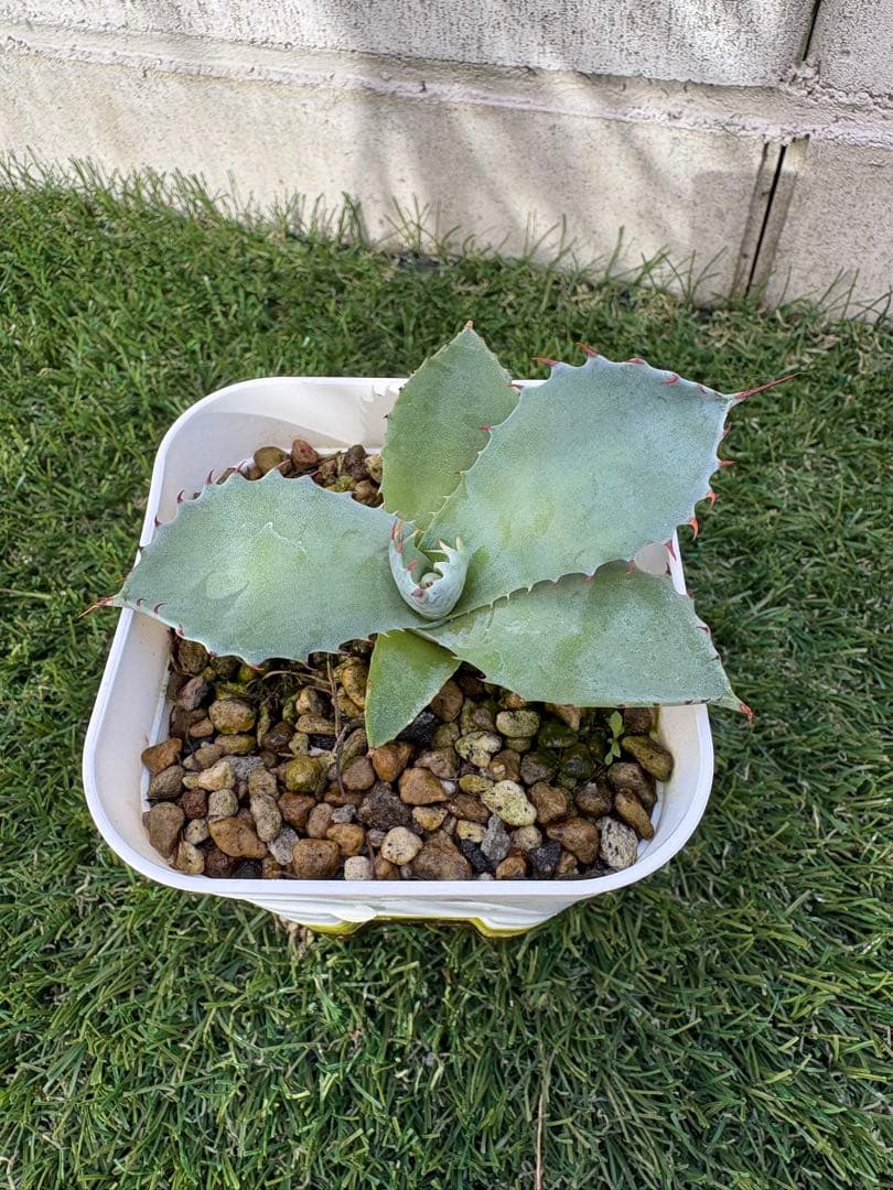 アガベ パライシ　子株　パラサナ　イシスメンシス