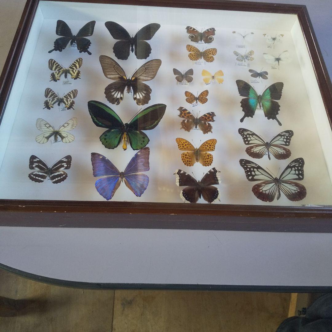 蝶の標本 ガラスケース入り