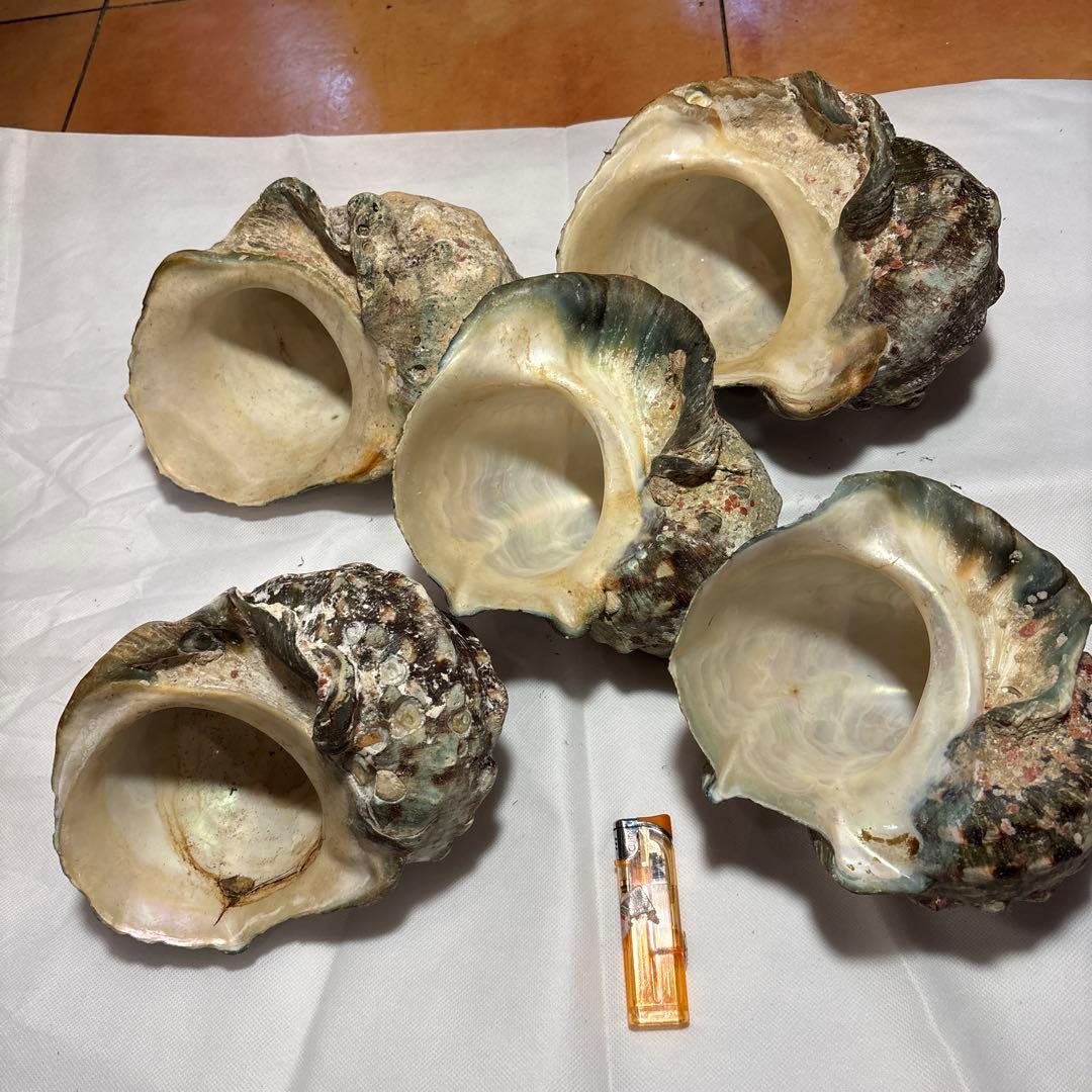 夜光貝5個セット