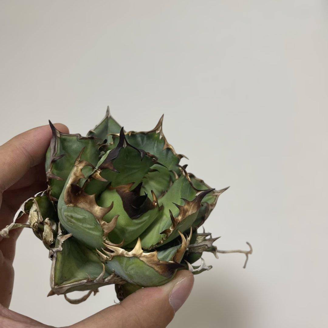 アガベ オアハカワイルド血統 A050