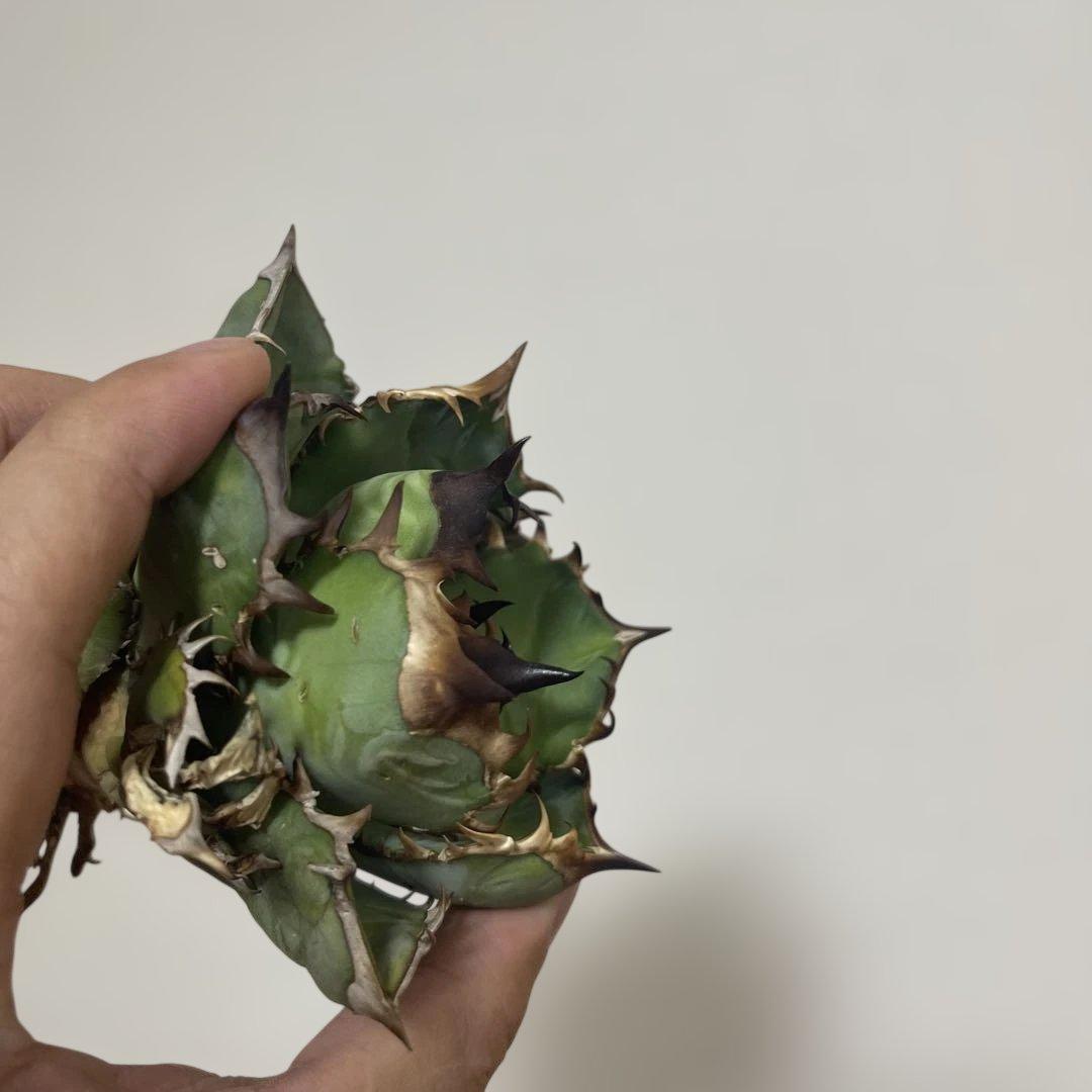 アガベ オアハカワイルド血統 A050