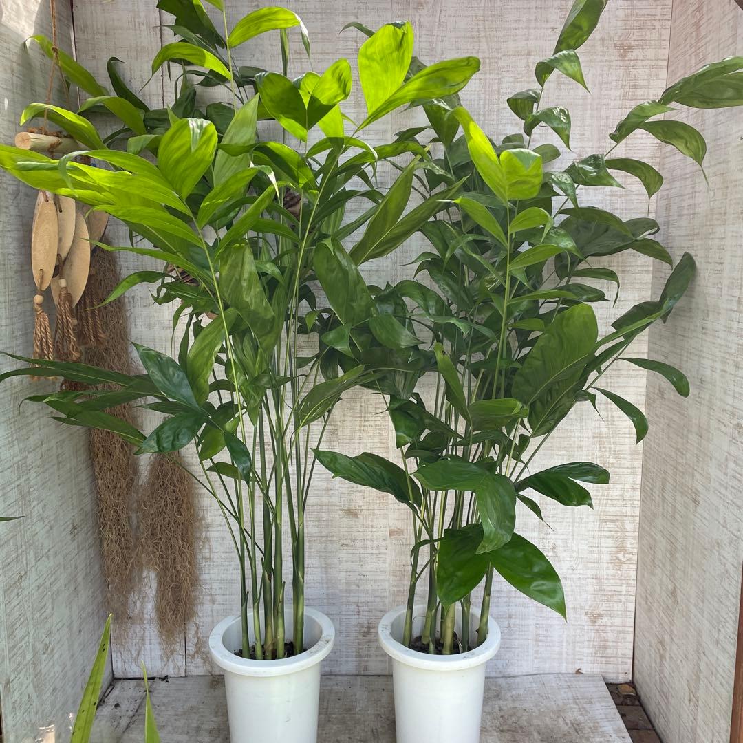 大特価！2鉢価格！高性チャメドレア　苗　苗木　観葉植物　7号鉢　複数株植え