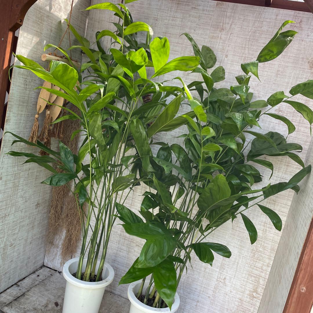 大特価！2鉢価格！高性チャメドレア　苗　苗木　観葉植物　7号鉢　複数株植え