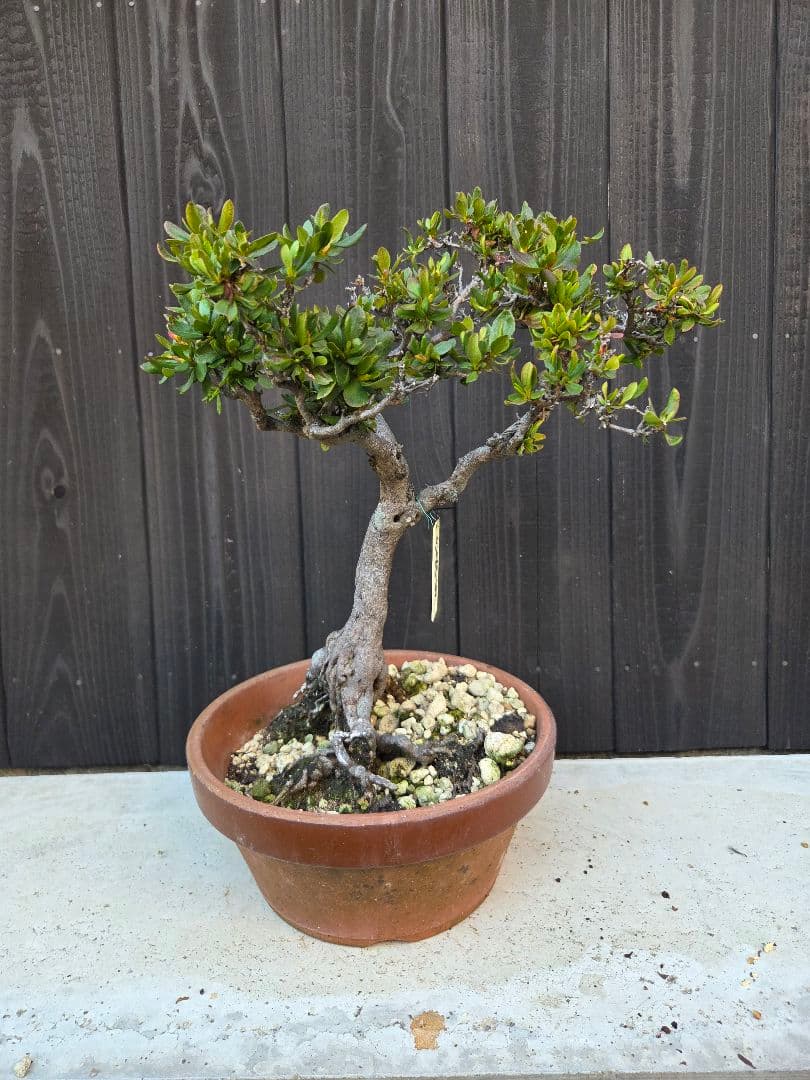 皐月盆栽「窓の月」