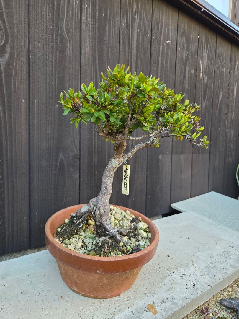 皐月盆栽「窓の月」