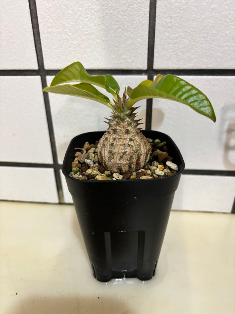 ウィンゾリー　実生株　良型