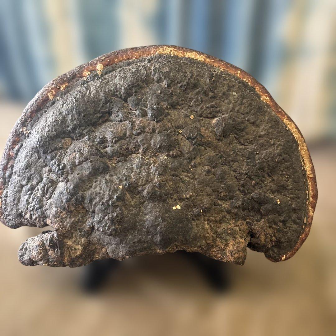 特大　さるのこしかけ　サルノコシカケ科