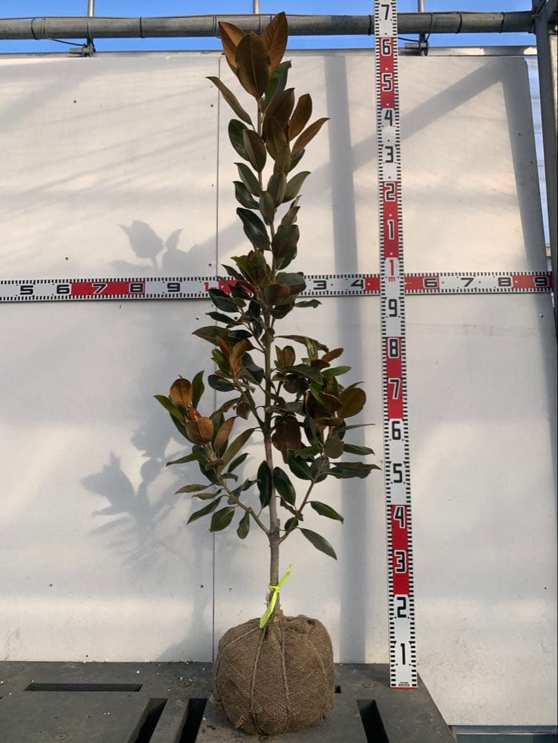 タイサンボク　リトルジェム　花芽付き