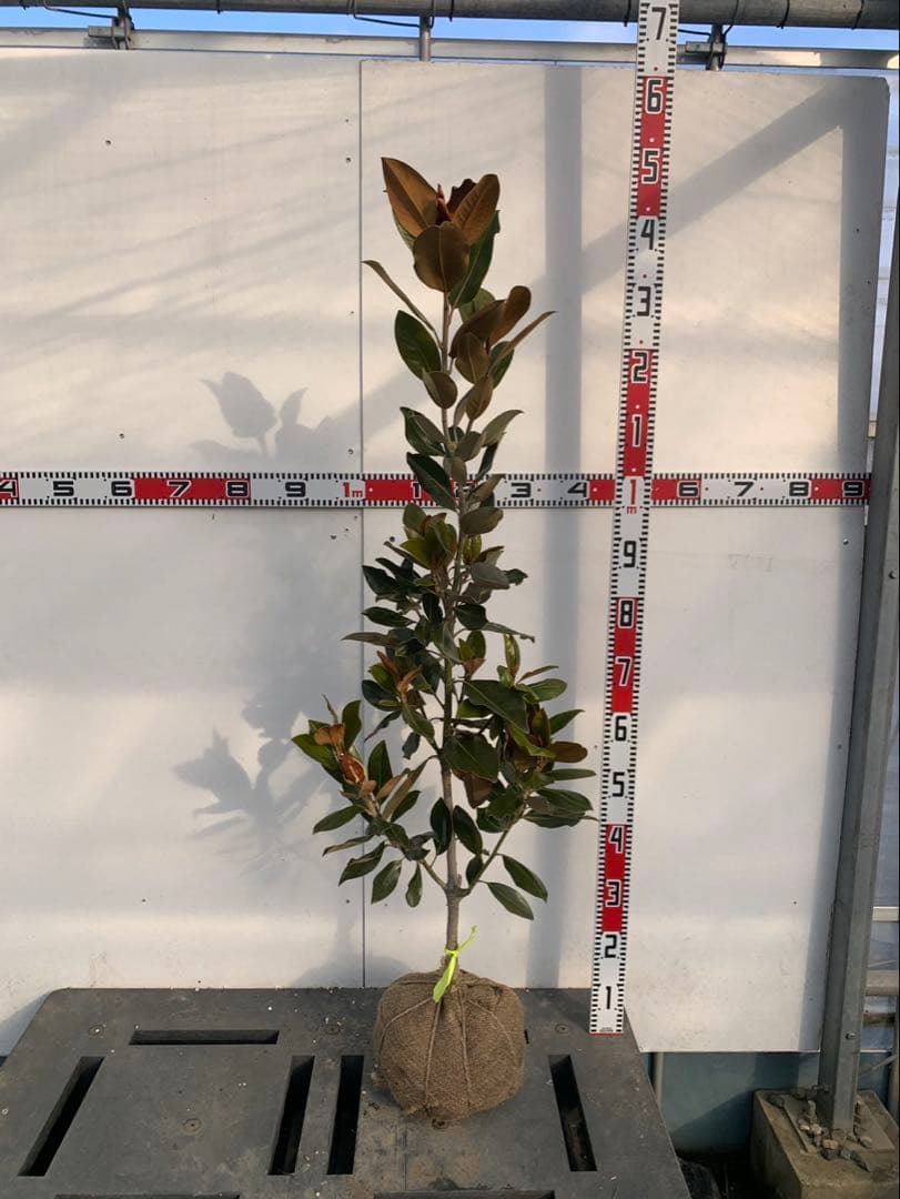 タイサンボク　リトルジェム　花芽付き