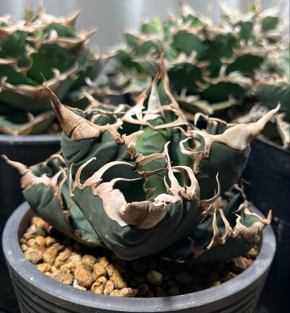 アガベチタノタ　悪魔くんOC株　親株出品(検索)大白鯊　皇冠　スパチタ　麻花龍