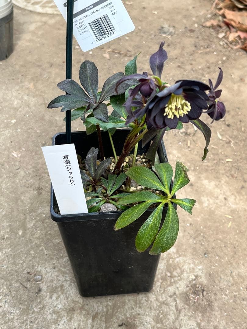 クリスマスローズ　写楽 dd