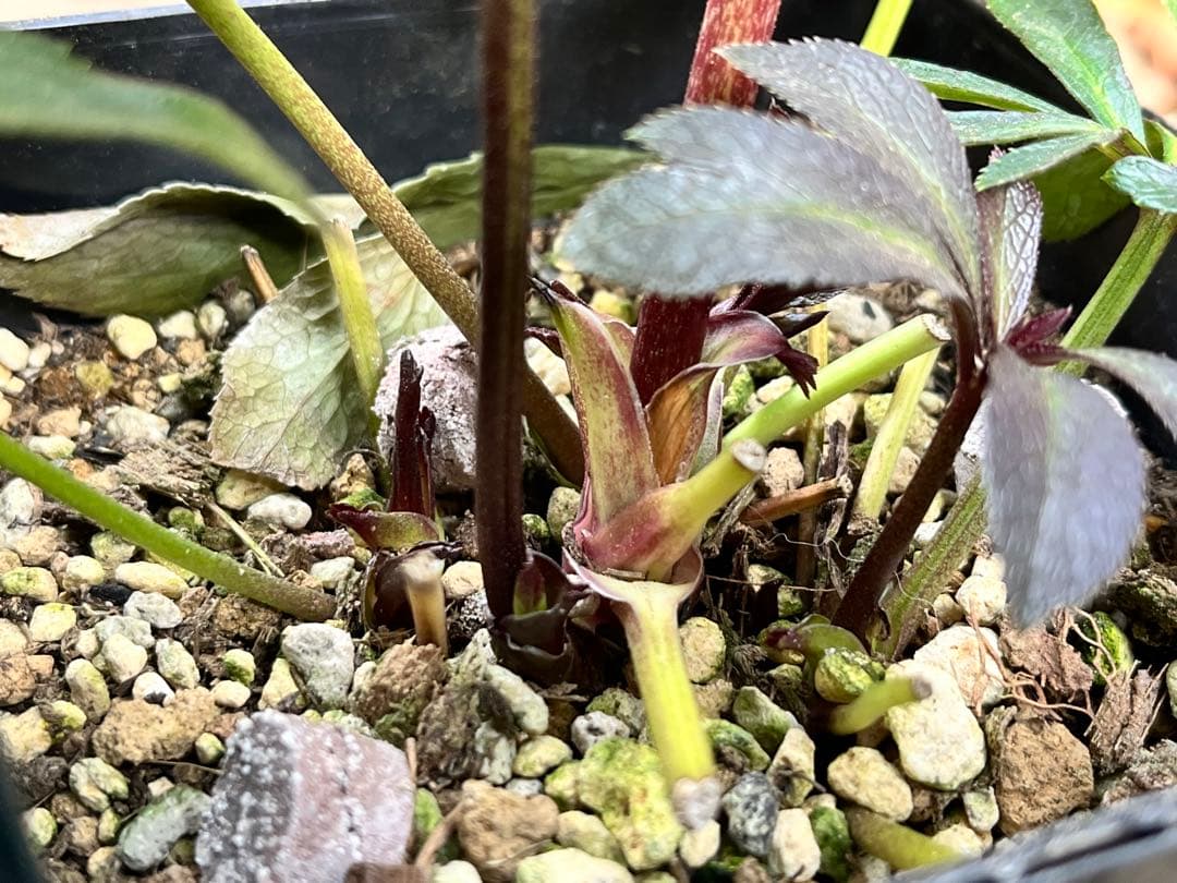 クリスマスローズ　写楽 dd