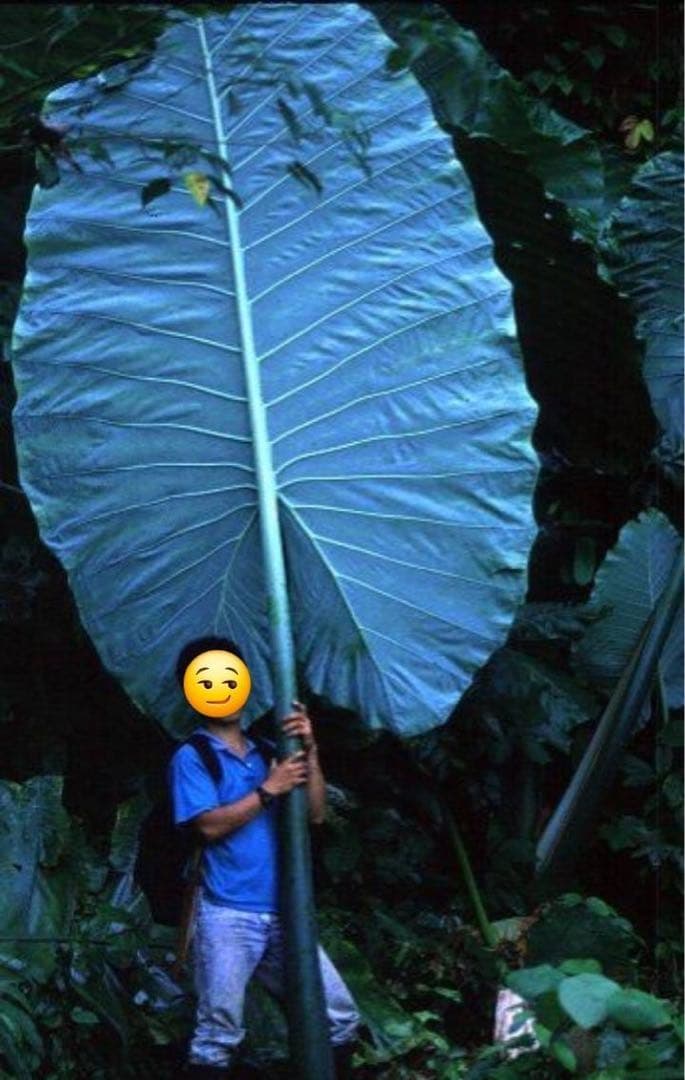 原種　世界最大　アロカシア　ロブスタ　サトイモ科　アロイド　パルダリウム　④