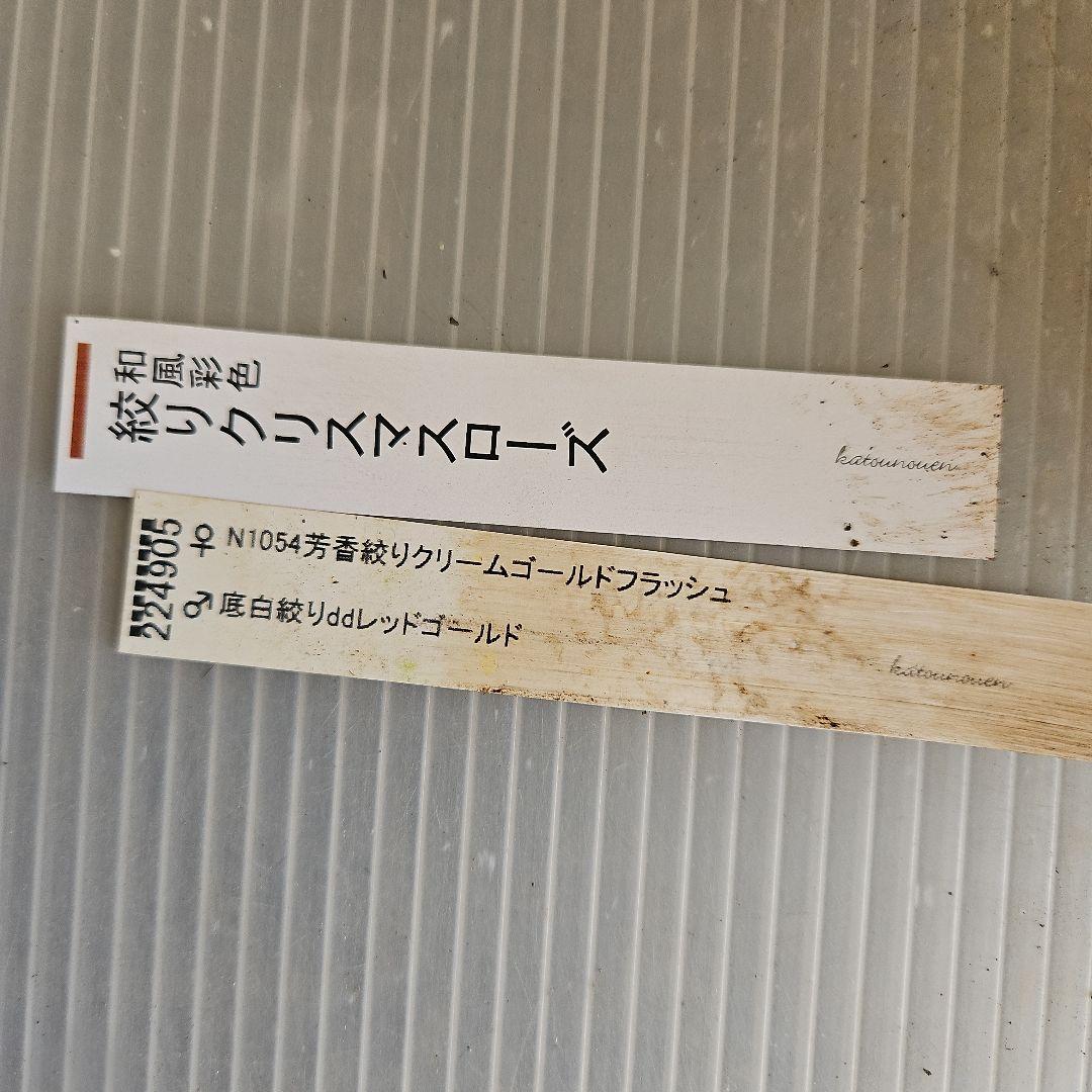 ㉖-420クリスマスローズ